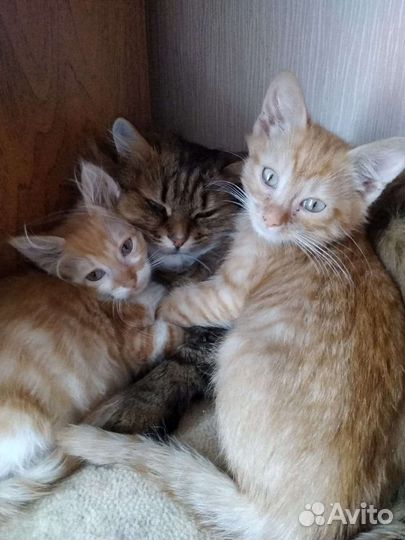 Котята в добрые руки