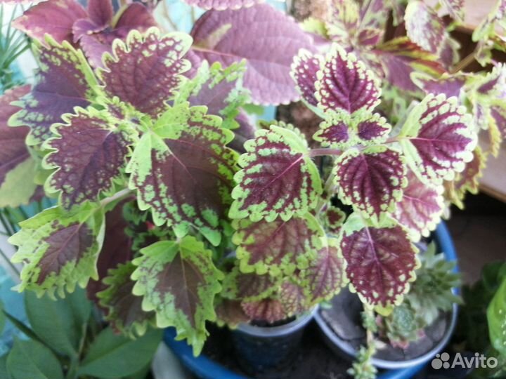 Колеусы, срез