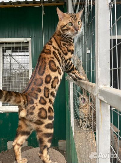 Бенгальские котята чистопородные без документов