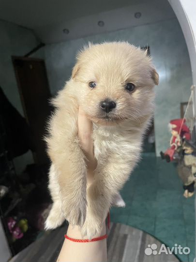 Продам щенка шпица