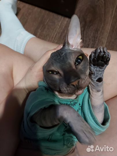 Донской сфинкс