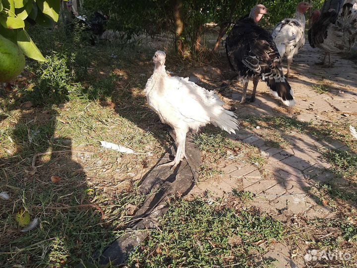 Индюшата подрощенные