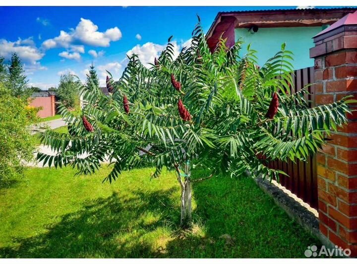 Сумах оленерогий