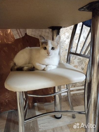 Кошечки в добрые руки