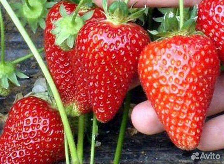 Саженцы клубники