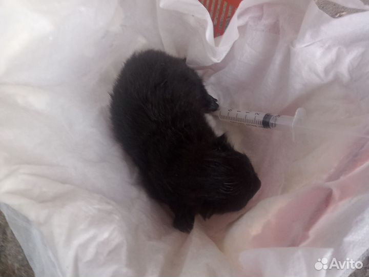 Отдам котенка 