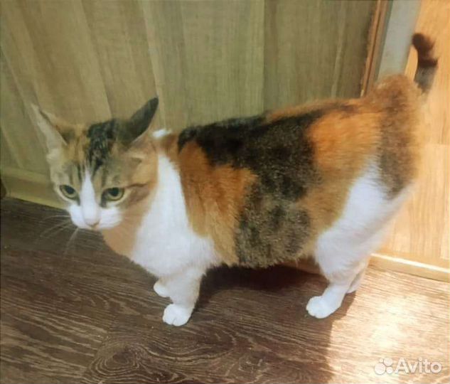 Трёхцветная кошечка Маргаритка ищет дом