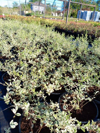 Бирючина ибота Ligustrum ibota 