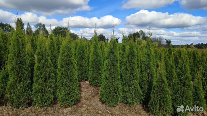 Туя Смарагд