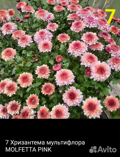 Мультифлора