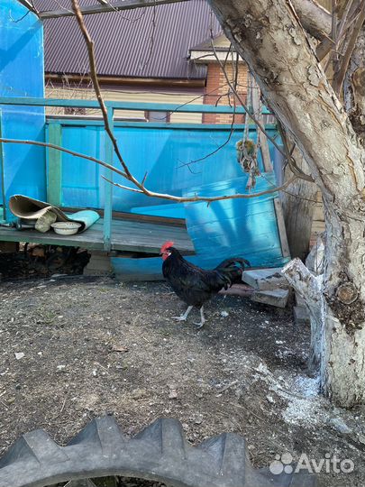 Молодые петушки