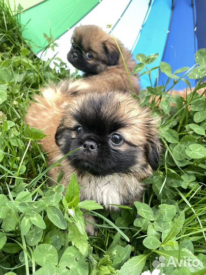 Щенки пекинеса