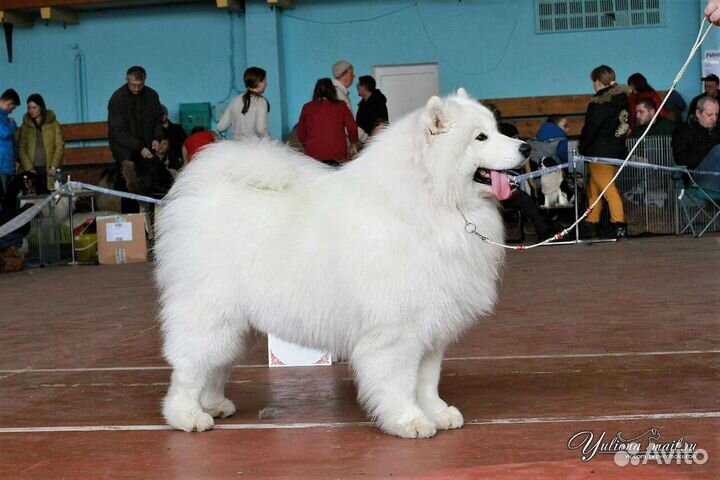 Самоед для вязки