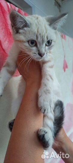 Отдам котят в хорошие руки