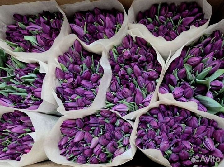 Тюльпаны мелкий, крупный опт от 500 шт