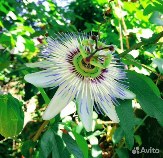 Саженцы Пассифлора, маракуйя