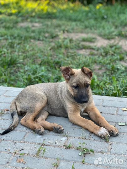 Собака ищет дом