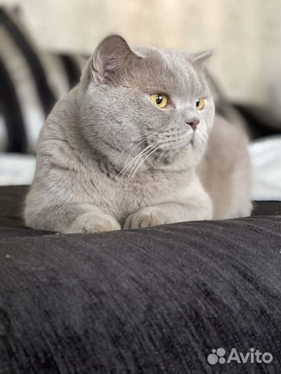 Британский кот