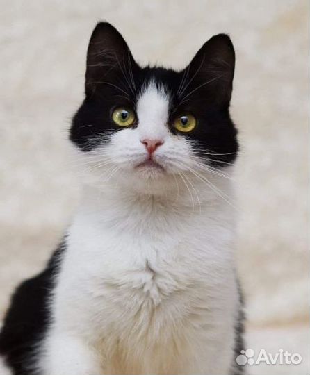 Милая игрунья кошечка зося ищет любящий дом