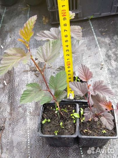 Саженцы пухыреплодника Ждеховице