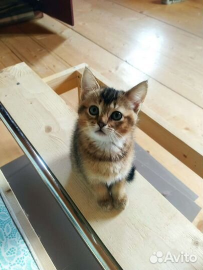 Абиссинская