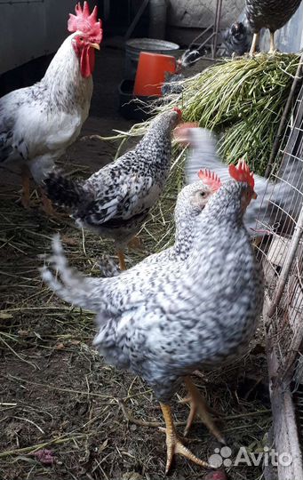 Петушки Барковские