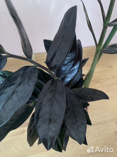 Замиокулькас Равен