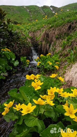 Пешие походы в Сочи и на Красной Поляне