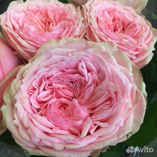 Роза зкс Люксор и другие