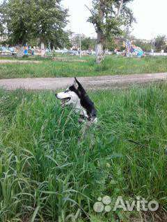 Хаски вязка