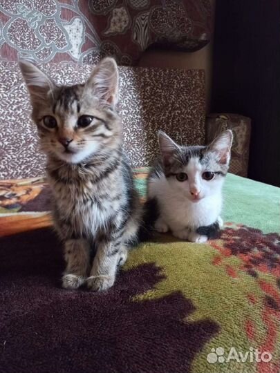 Котятки ищут вас