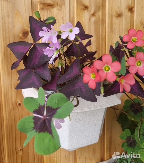 Оксалис - кислица. Цветок любви