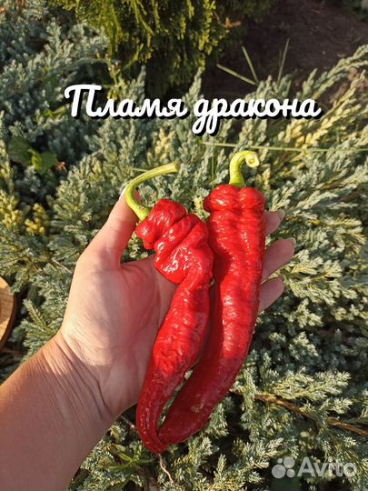 Семена острого перца