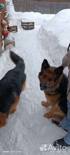 Немецкая овчарка