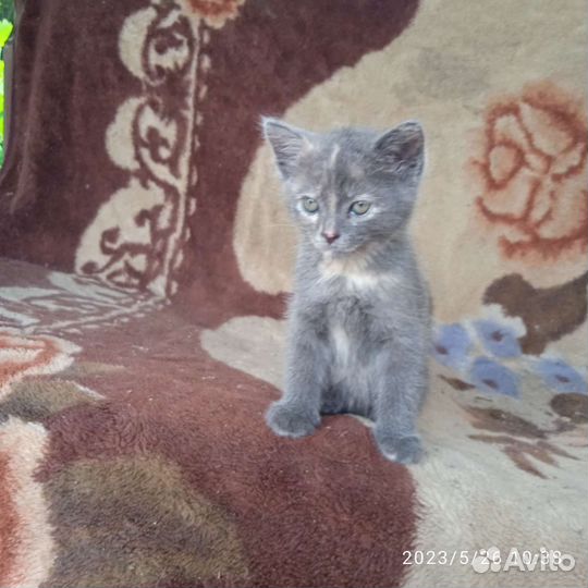 Котята в хорошие руки