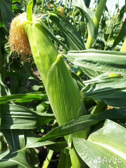 Свежая сладкая кукуруза