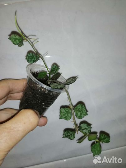 Хойи разные