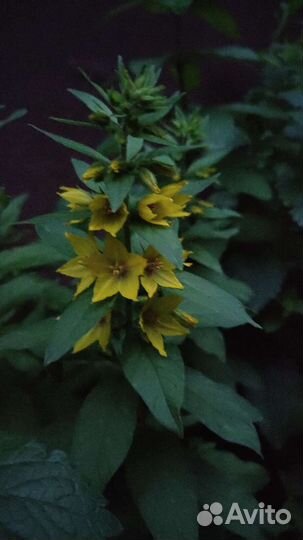 Хаутюния и растения в дизайне сада и водоема