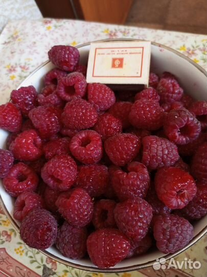 Ремонтантная малина