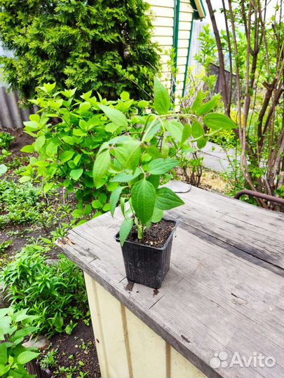 Саженцы маньчжурского ореха, клематиса