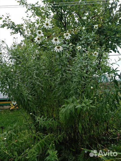 Астра/Хризантема/Ромашка/Гелениум