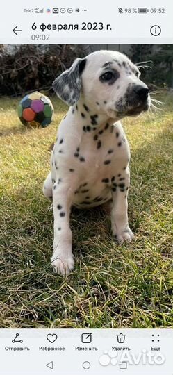 Щенки далматина