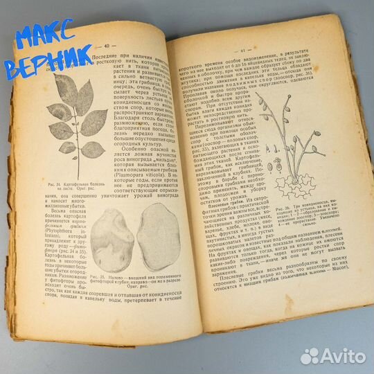 Знакомство с грибными болезнями растений 1926 год