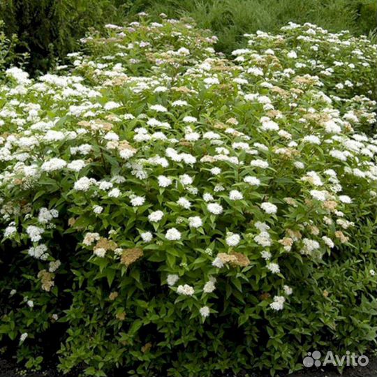 Спирея Альбифлора
