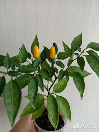 Продам комнатный круглогодичный перец