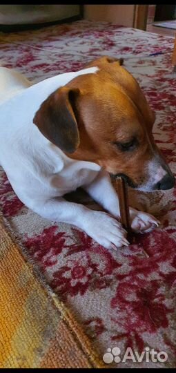 Вязка собак Джек Рассел Терьер