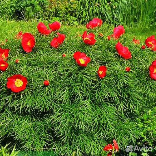 Пион тонколистный (узколистный, воронец)