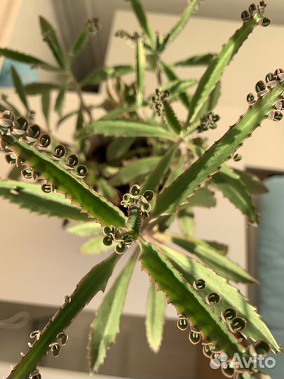 Каланхоэ в декоративном горшке. суккуленты