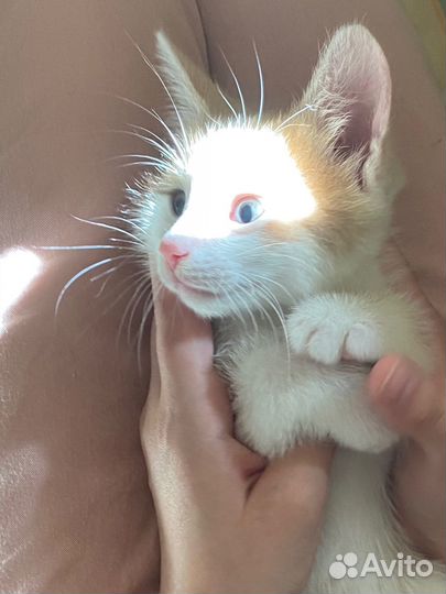 Рыжий котенок мальчик