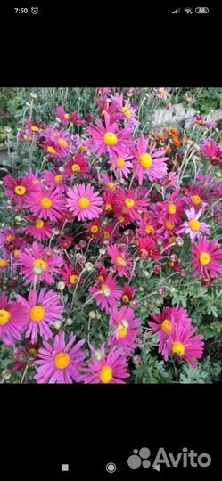 Незабудка, ирисы, хризантемы и др